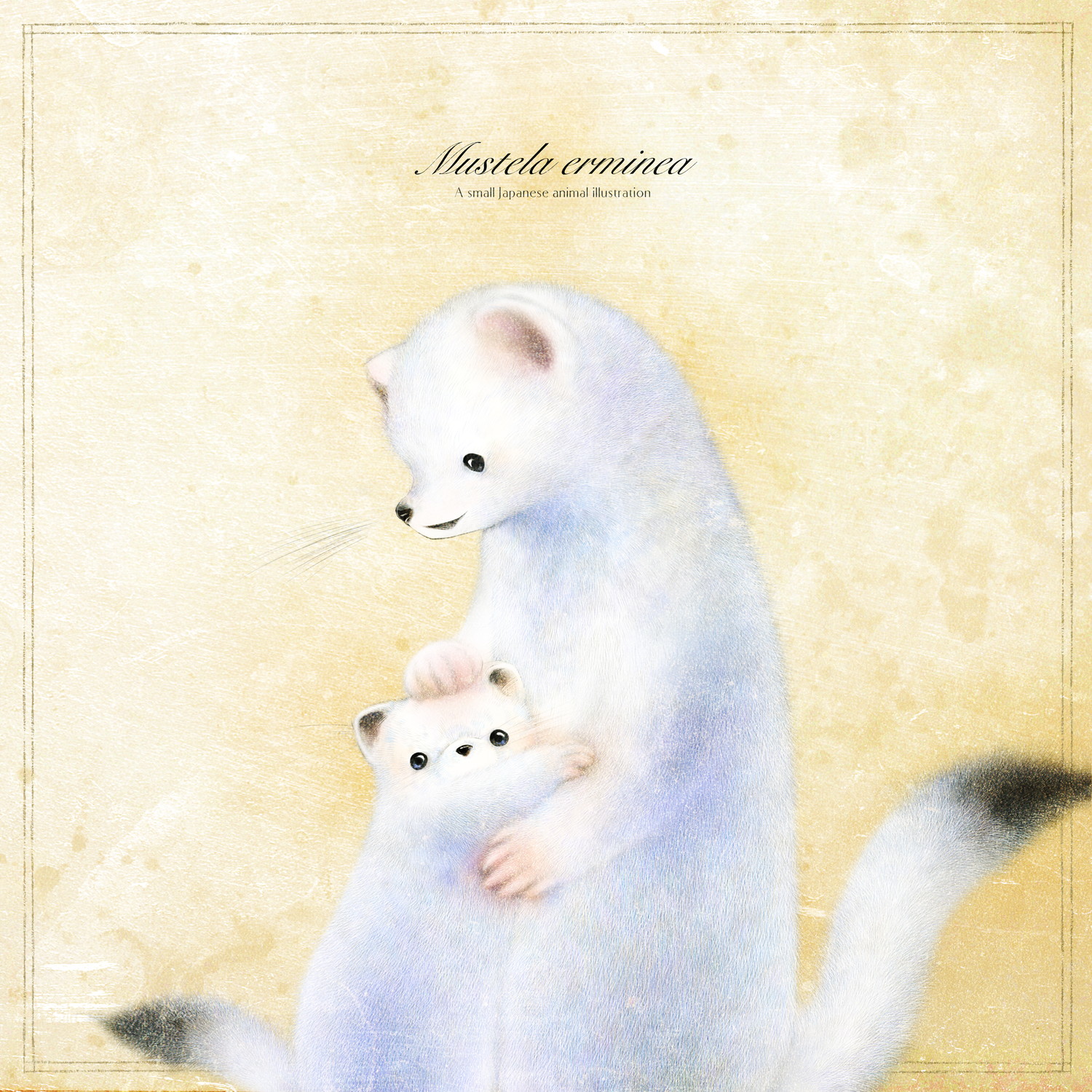 ermine2023-07-18.jpg
